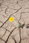 Single Flower Around Mud Patterns