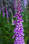 Closeup Of Foxglove Flower