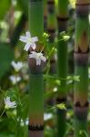 Horse Tail Flowers