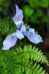 Closeup Of Douglas Iris