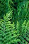 Bracken Fern In Nature