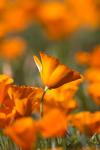 Detail Of Golden California Poppy In Antelope Valley