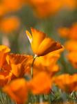 Detail Of Golden California Poppy In Antelope Valley