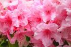 Evergreen Azalea Blooms In The Spring And Summer