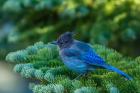 Steller's Jay Perched On A Fir Bough