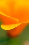 Macro Shot Of Golden California Poppy