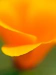 Macro Shot Of Golden California Poppy