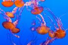 Sea Nettles Dancing At The Monterey Bay Aquarium