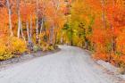 Autumn In The Inyo National Forest