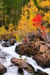 Autumn Along Bishop Creek