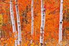 Bright Autumn Aspens Along Bishop Creek