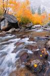 Rushing Water Along Bishop Creek