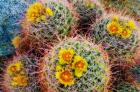 Barrel Cactus In Bloom