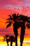 Silhouetted Palms At Sunrise