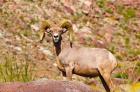 Peninsular Bighorn Sheep