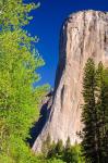 Morning Light On El Capitan