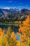 Golden Fall Aspens At June Lake