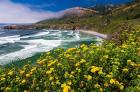 Wildflowers Above Sand Dollar Beach