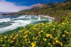 Wildflowers Above Sand Dollar Beach