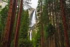 Yosemite Falls Through A Forest