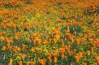 California Poppies And Goldfield