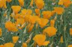 California Poppy, Santa Barbara Botanical Garden, California