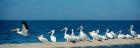 Panoramic Pelicans On The Shore Of The Salton Sea