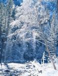 Snow covered trees along Merced River, Yosemite Valley, Yosemite National Park, California