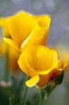 Poppies, Antelope Valley, California