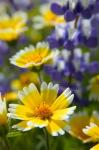 Tiddy Tips and Lupine, Shell Creek, California