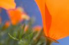 Poppies Spring Bloom 1. Lancaster, CA