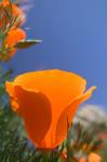 Poppies Spring Bloom 2. Lancaster, CA