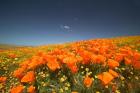 Poppies Spring Bloom 3. Lancaster, CA