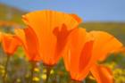 Poppies Spring Bloom 4. Lancaster, CA