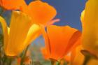 Poppies Spring Bloom 5. Lancaster, CA