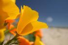 Poppies Spring Bloom 6. Lancaster, CA