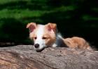 Border Collie puppy dog looking over a log