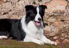 A Border Collie dog next to a rock wall