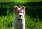 Border Collie puppy dog in a field