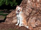 A Border Collie puppy dog