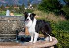 A Border Collie dog standing on a fountain
