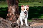 A Border Collie puppy dog  by a tree