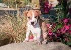 An American Pitt Bull Terrier puppy dog