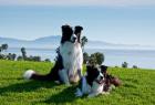 Two Border Collie dogs