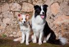 An adult Border Collie dog with puppy