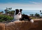 A Border Collie dog resting on a wall