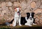 A pair of Border Collie dogs