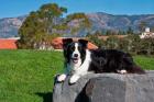 A Border Collie dog