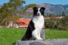 A Border Collie dog sitting