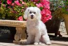 USA, California Maltese sitting next to garden bench with flowers